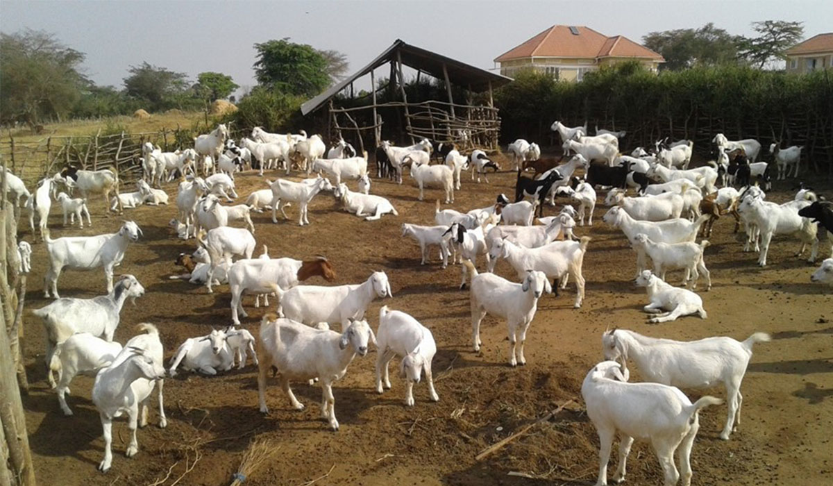 Basic Requirements Of Starting Goat Farming Project