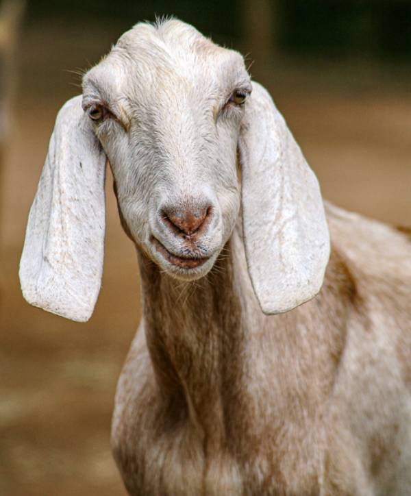 Expert Insights: Unleashing the Potential for Bigger Goats