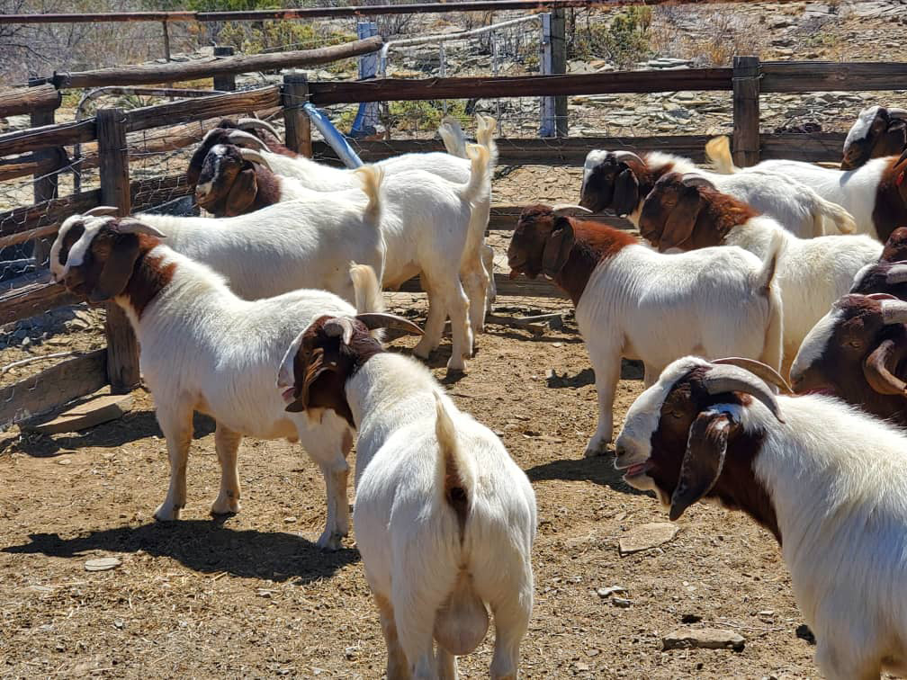 Why 75% Boer or Savanna Goats Are the Future of Farming
